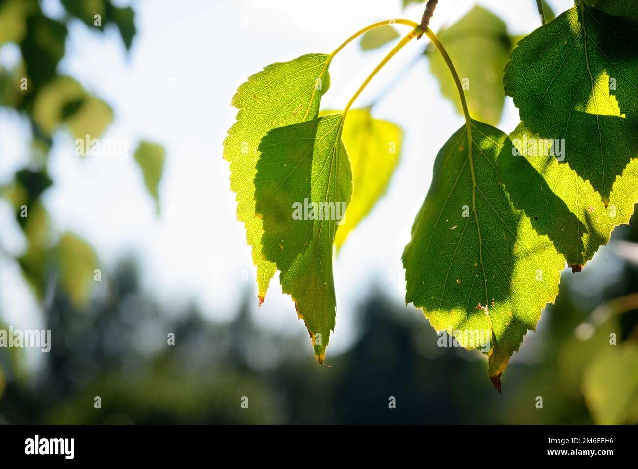 Green birch leaves in the sunlight Stock Photo