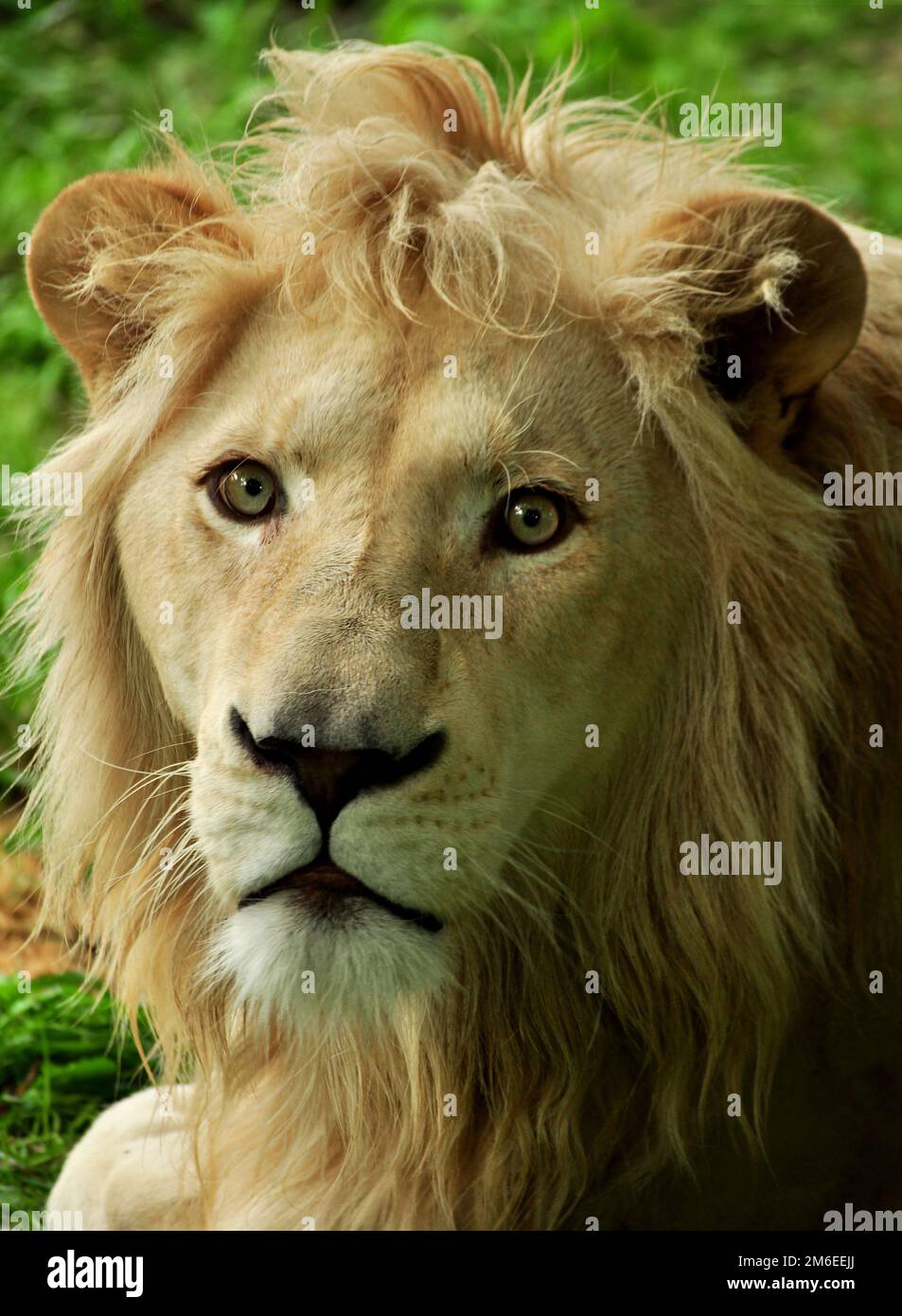 White lion (Panthera leo krugeri) Stock Photo