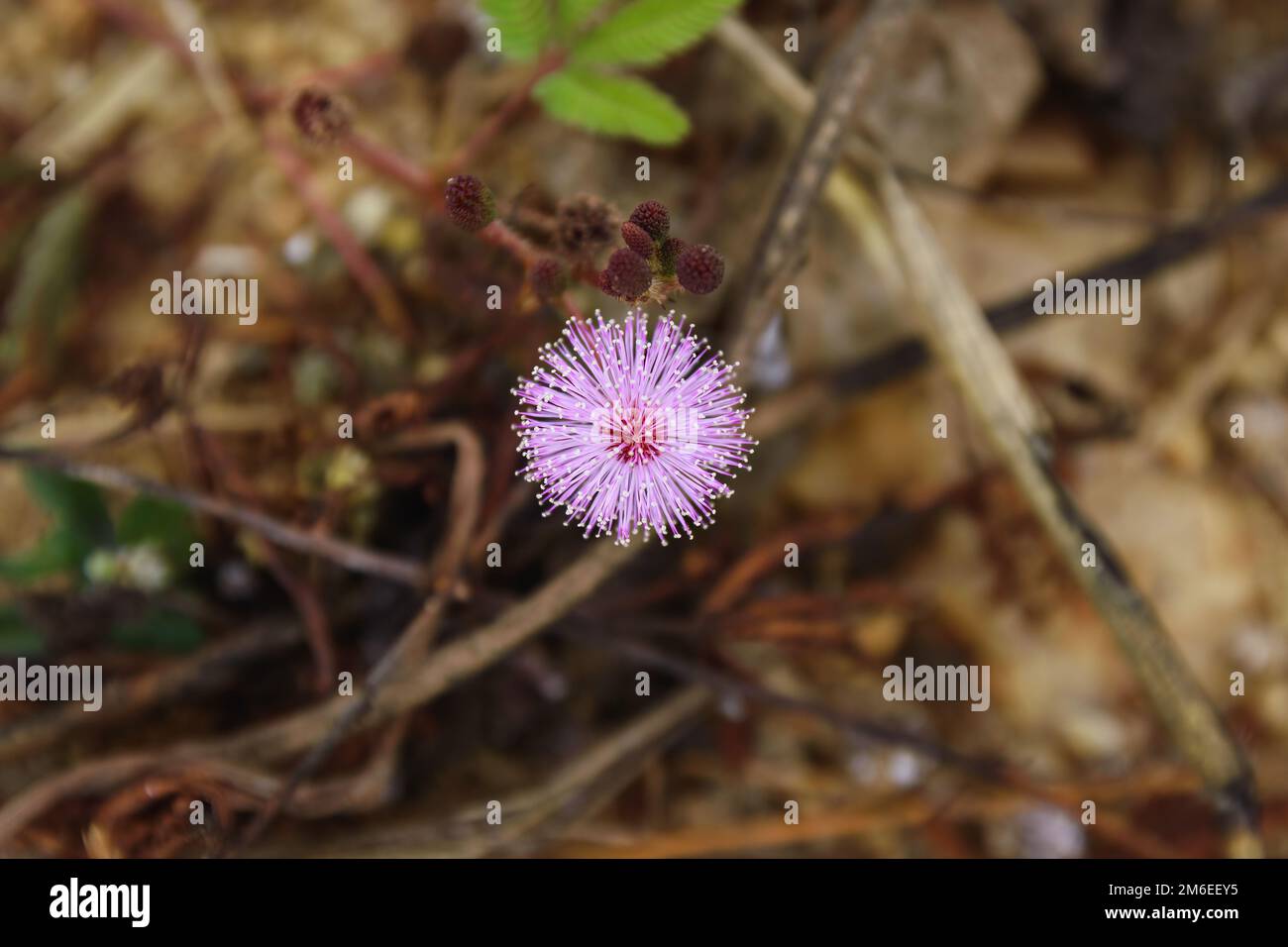 Pink flower of Touch-me-not plant (Mimosa pudica), close up in nature. Stock Photo