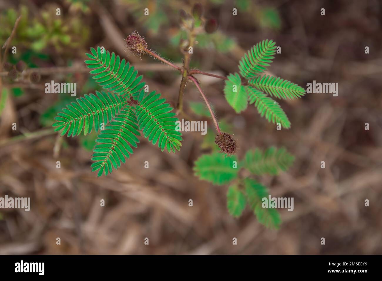 Leaf of Touch-me-not plant (Mimosa pudica), close up in nature. Stock Photo