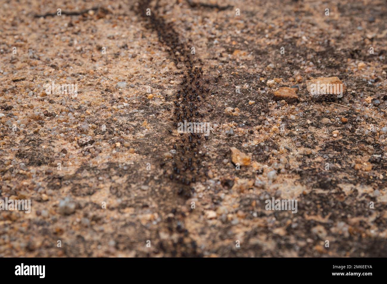 Long trail of black ants on a yellow rock in a forest Stock Photo - Alamy