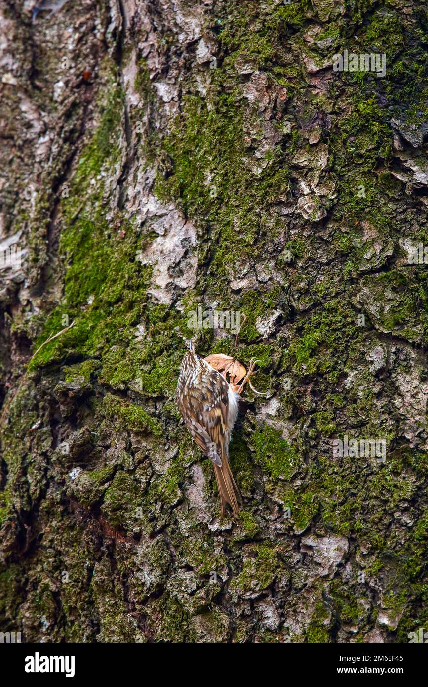 Eurasian tree creeper (Certhia familiaris) on a tree bark Stock Photo