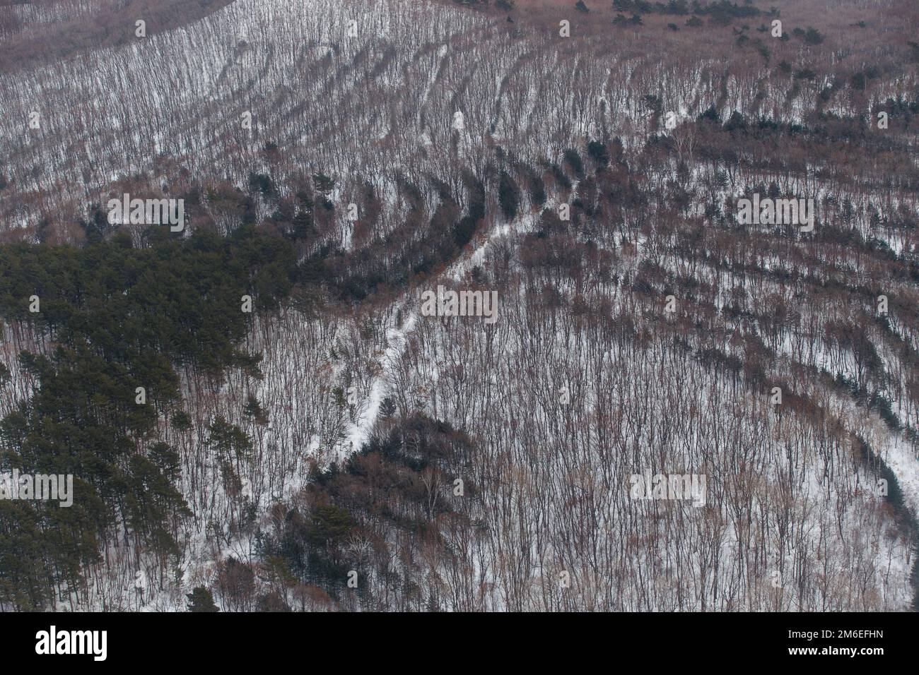View from above. Luscious trees planted in the forest in even rows Stock Photo