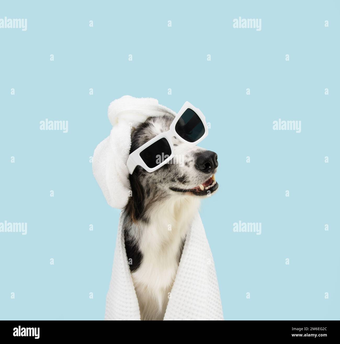 Dog summer season. Border collie puppy relaxing wrapped with a white towel and a cap shower. Spa day concept. Isolated on blue pastel background Stock Photo