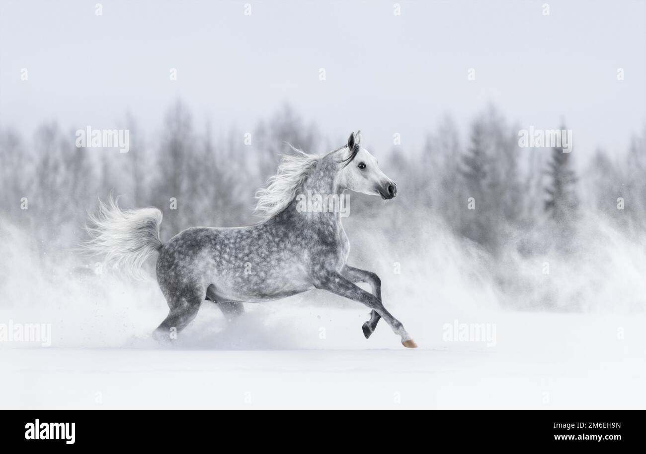 Grey arabian horse galloping during snowstorm across winter snowy field. Side view. Stock Photo