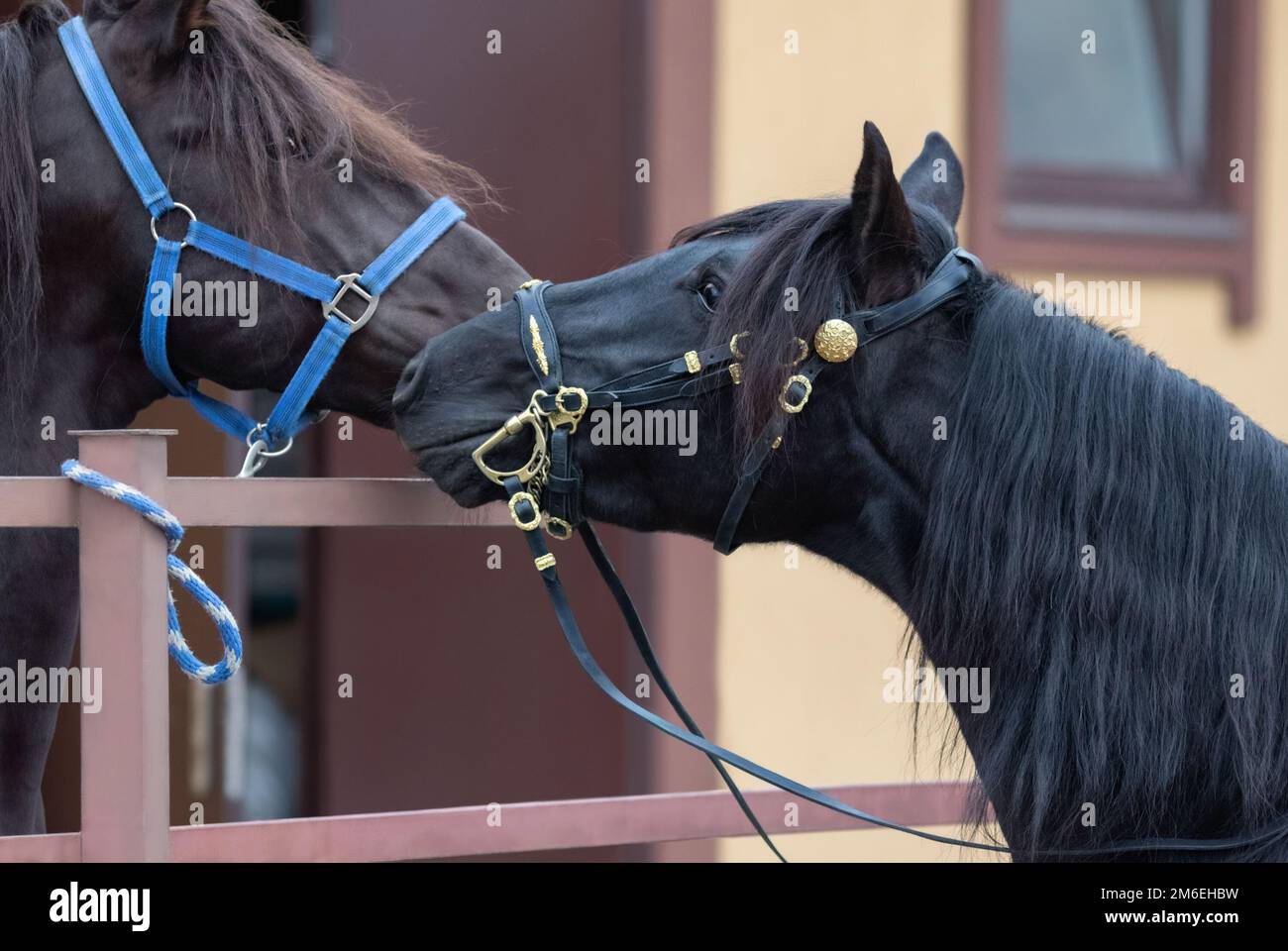 Portrait of two spanish horses in stable. Two stallions getting to know