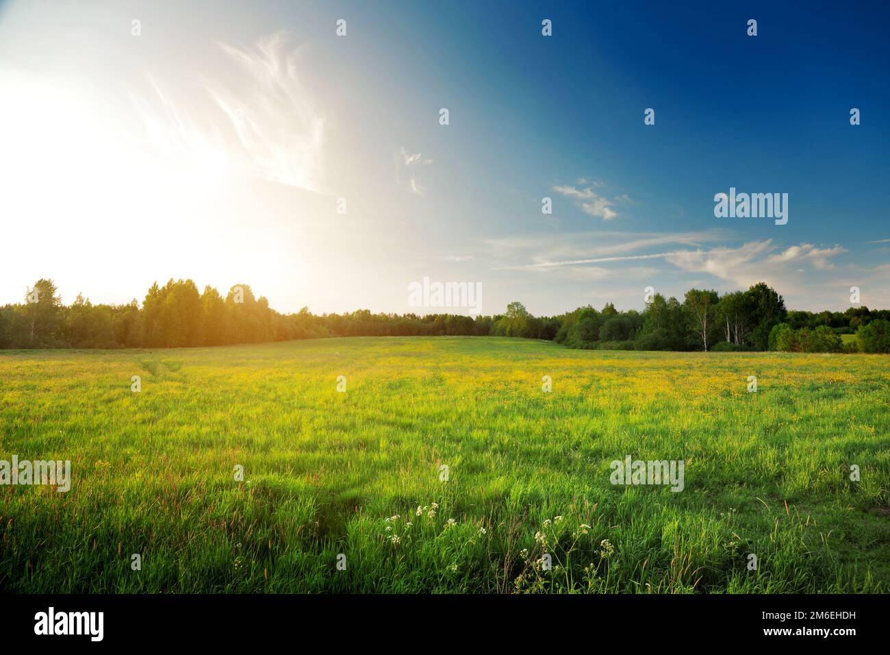 Summer landscape: yellow flowers hill and blue sky at sunset time Stock Photo