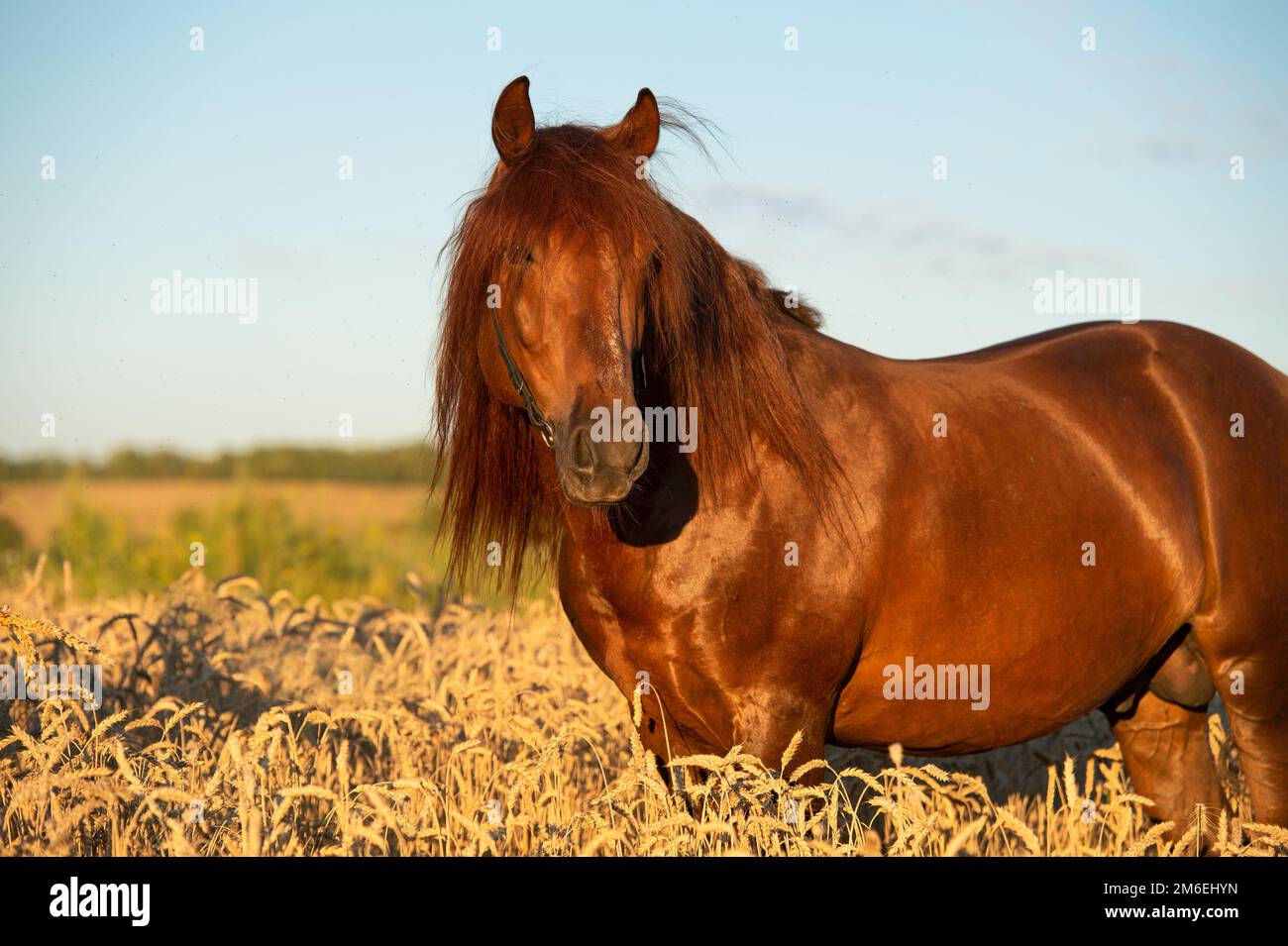 Chestnut  stallion with long mane at wheat field. summer Stock Photo