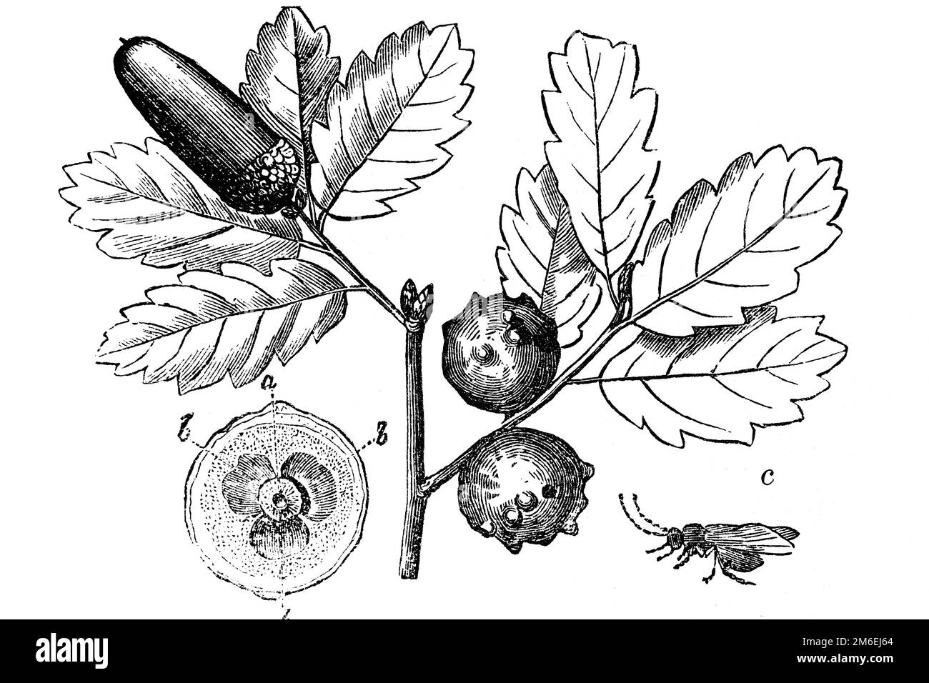 Gall nut, oak nut, marble gall wasp (Andricus kollari) Quercus robur. Excrescence produced in various parts of plants, such as buttons, leaves and fru Stock Photo
