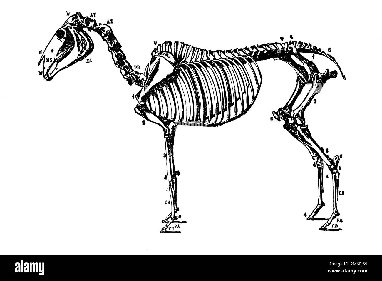 Horse skeleton. Antique illustration from a medical book, 1889. Stock Photo