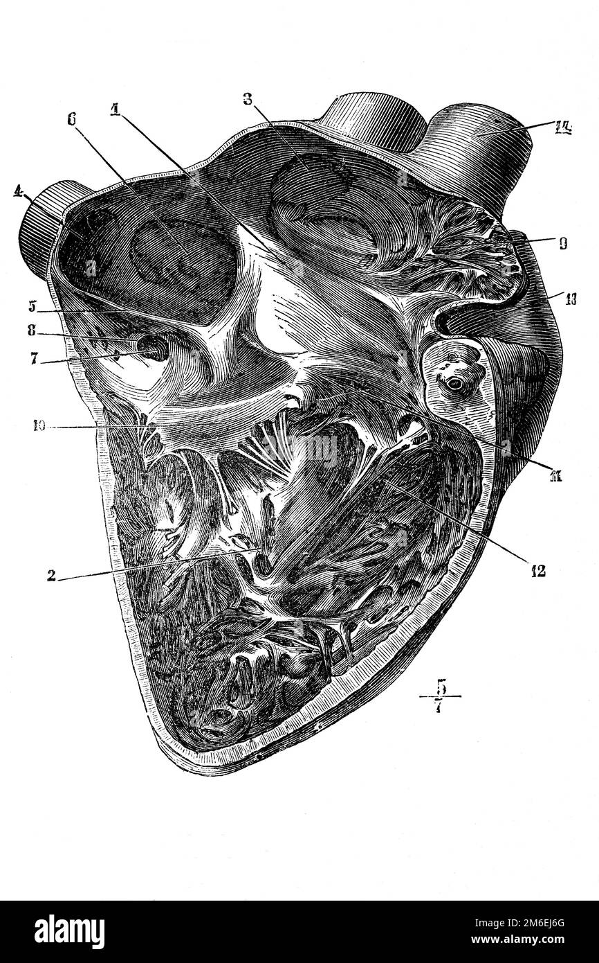 Sectional view of human heart. Antique illustration from a medical book. 1899. Stock Photo