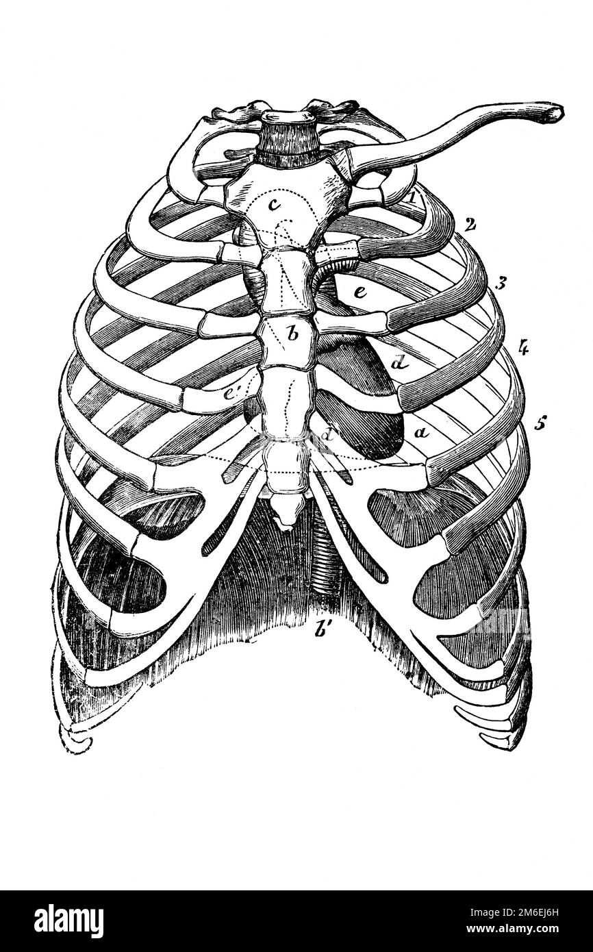 Anterior view of the rib cage. Antique illustration from a medical book. 1899. Stock Photo