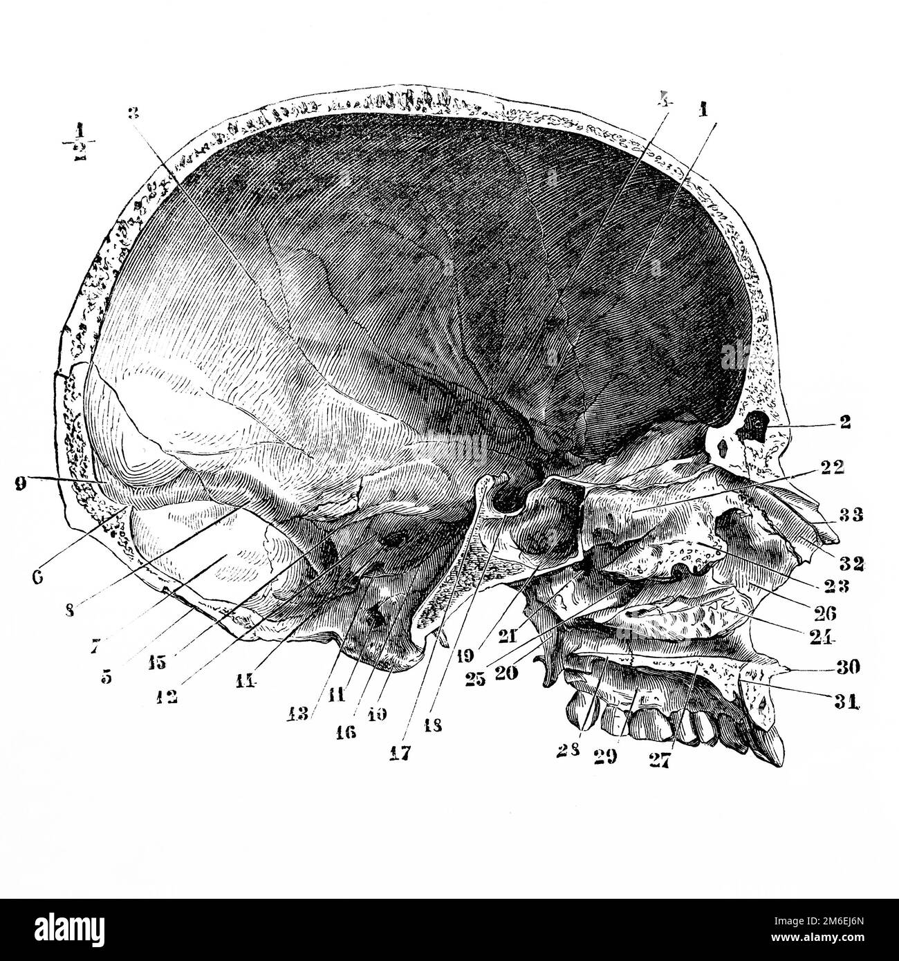 Median and anteroposterior section of the skull and face. Antique illustration from a medical book. 1889. Stock Photo