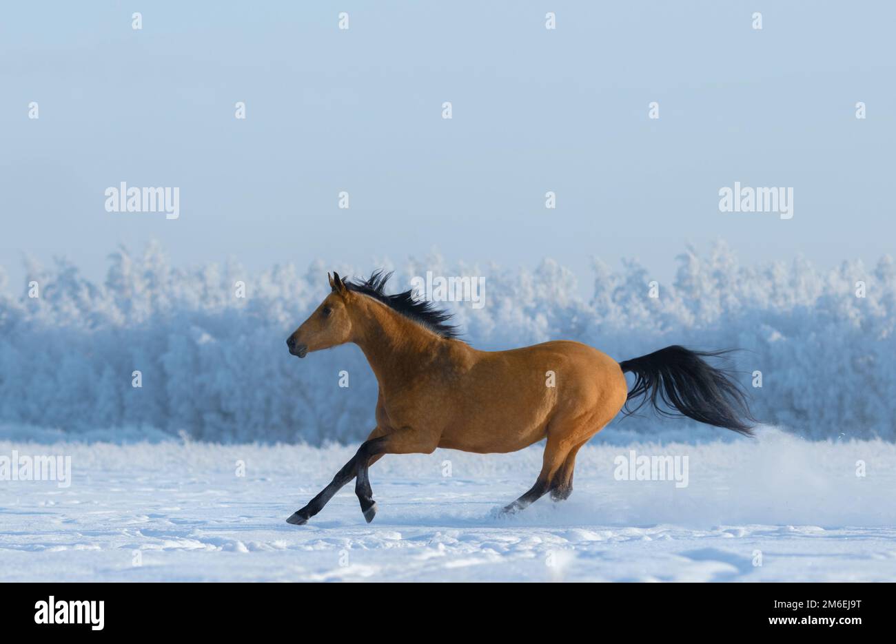 Free chestnut horse gallops across field in winter. Side view. Stock Photo