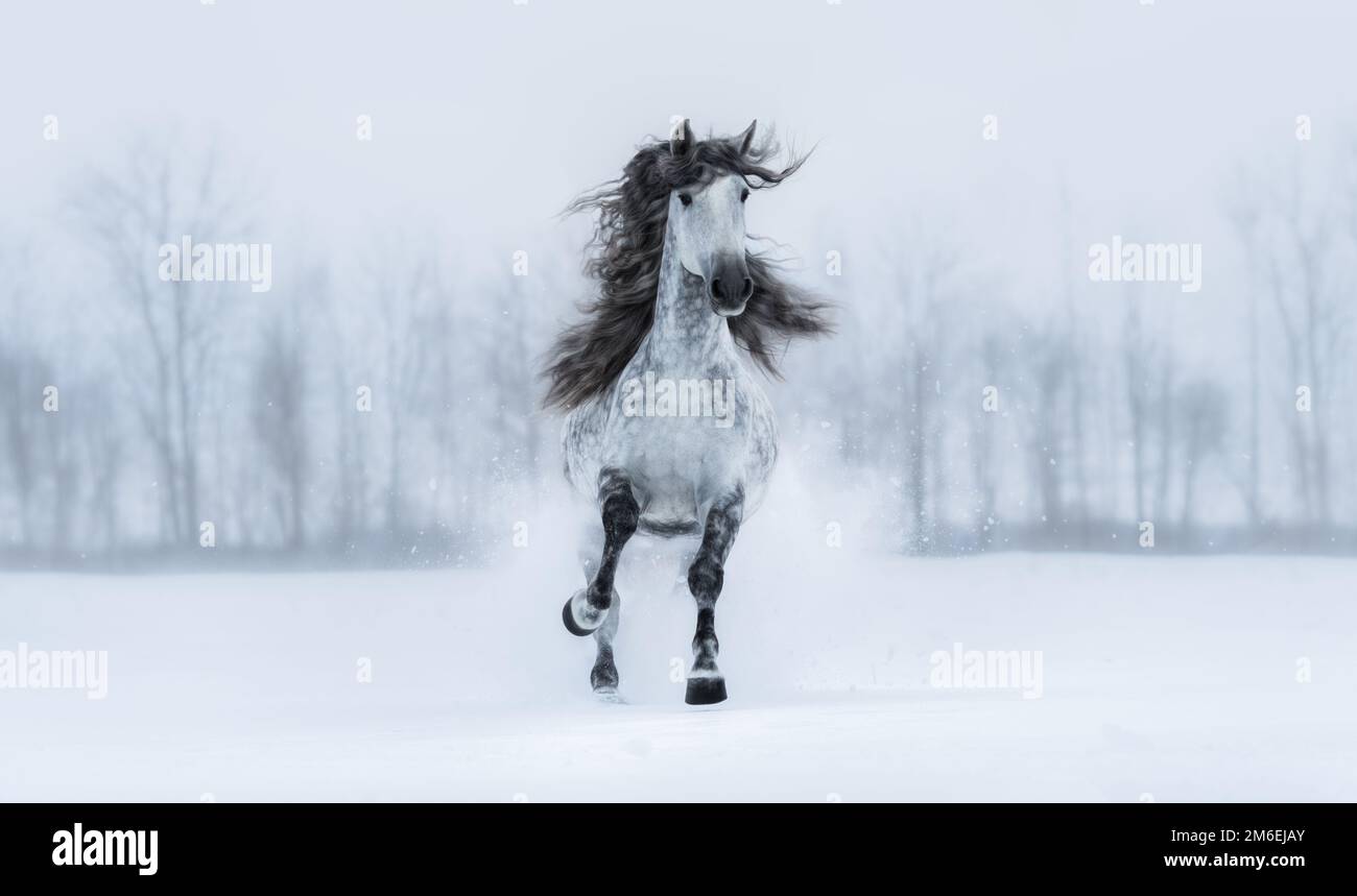 Winter cloudy landscape and runnig grey long-maned Andalusian stallion. Horizontal outdoors image. Front view. Stock Photo