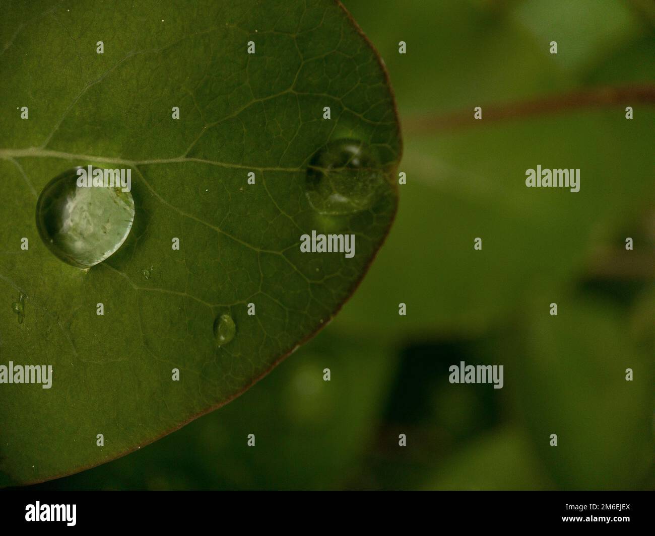 Macro of leaf hi-res stock photography and images - Alamy