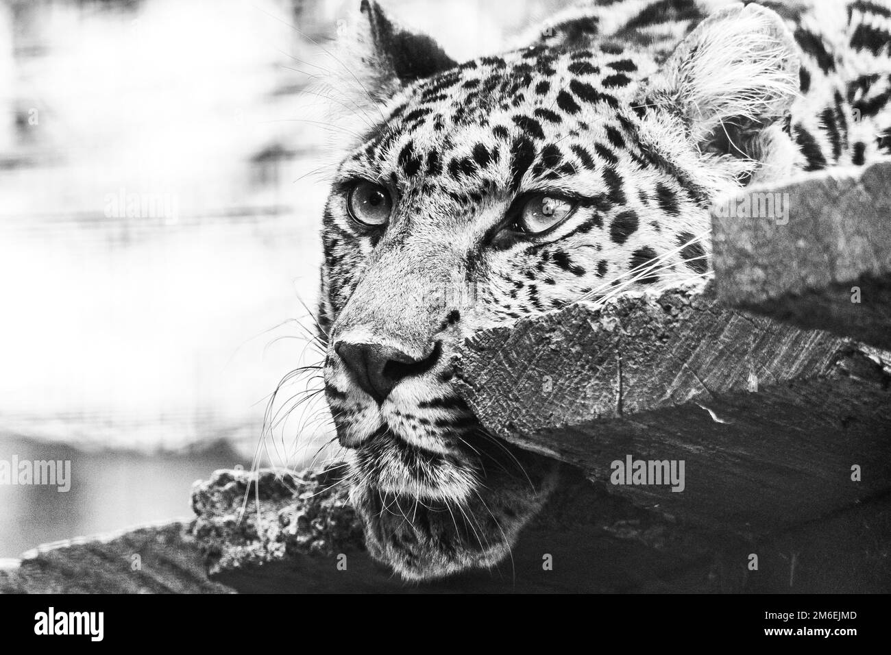 A black and white portrait of the head of a amur leopard lying on a