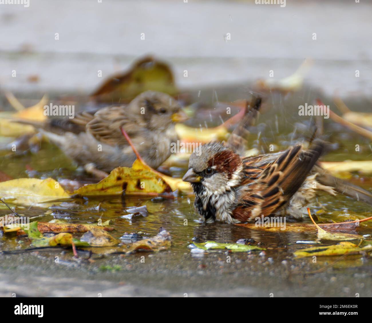 Sparrows bathe in an autumn puddle Stock Photo