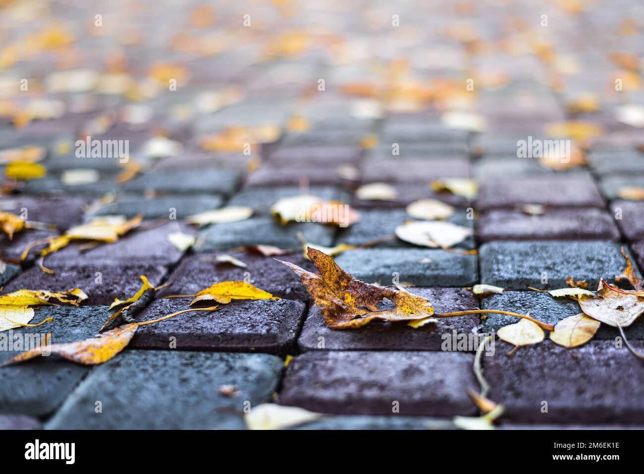 Autumn leaves on a Park alley Stock Photo - Alamy