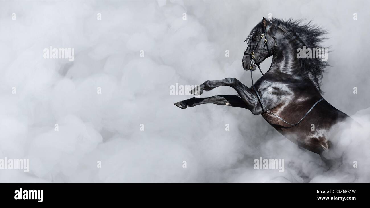Black Spanish horse rearing in light smoke. Horizontal photo with space for text. Stock Photo