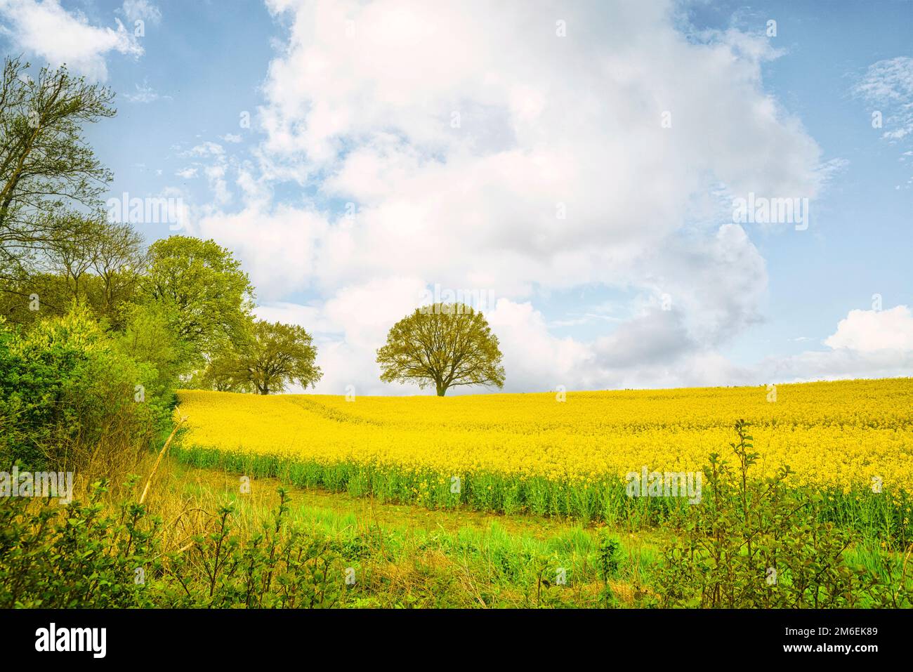 Canola landscape with a single tree surrounded by yellow rapeseed ...