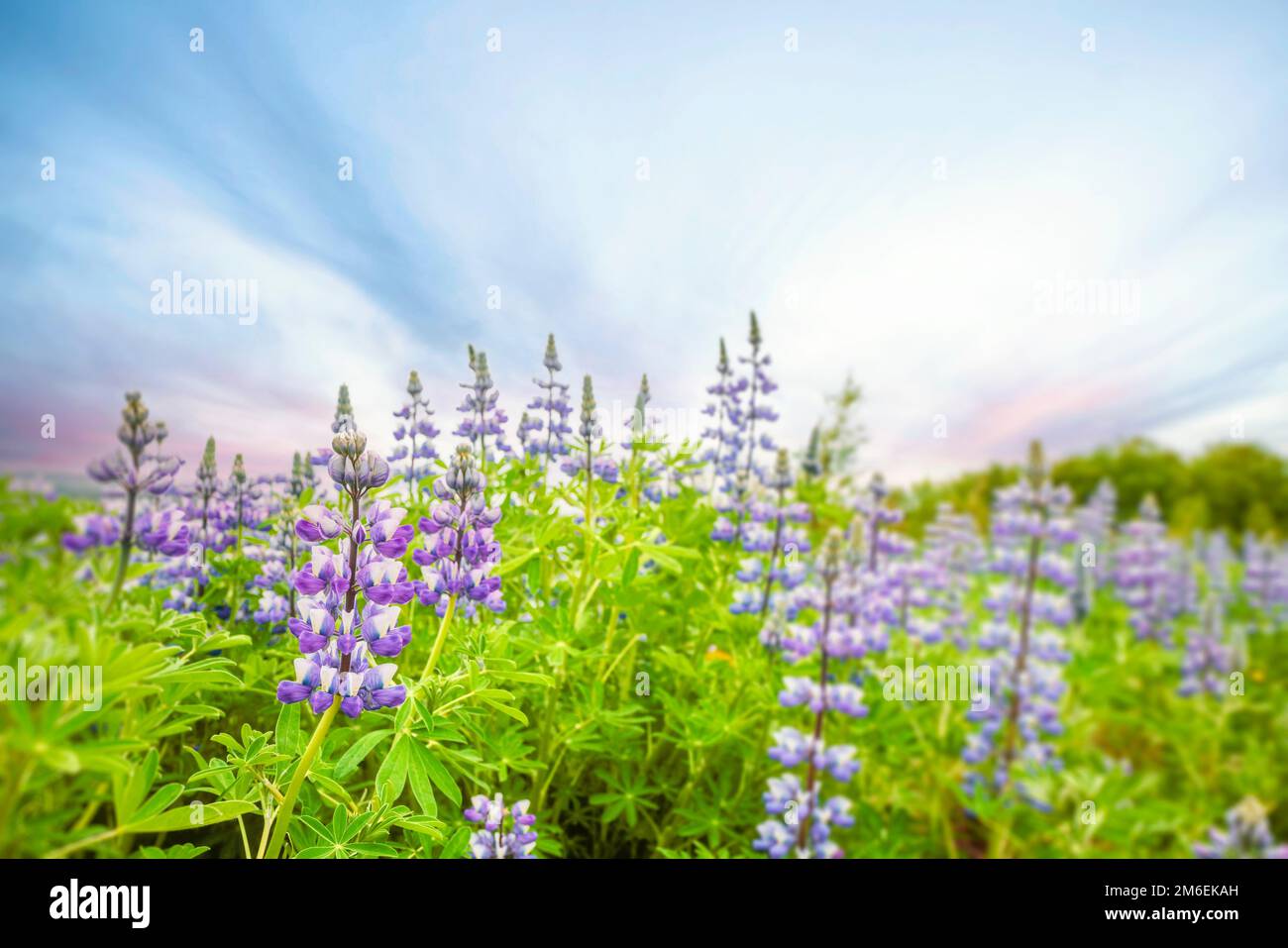 Lupin flowers on a meadow in the morning sun with beautiful purple ...