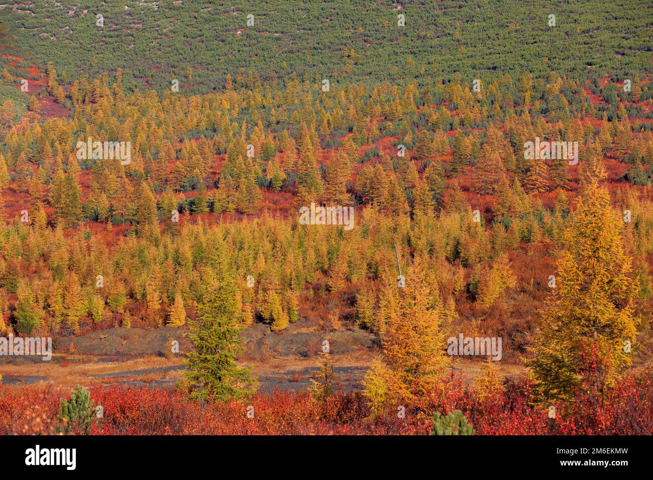 The nature of the Magadan region. Colored tundra during golden autumn in Russia. Stock Photo