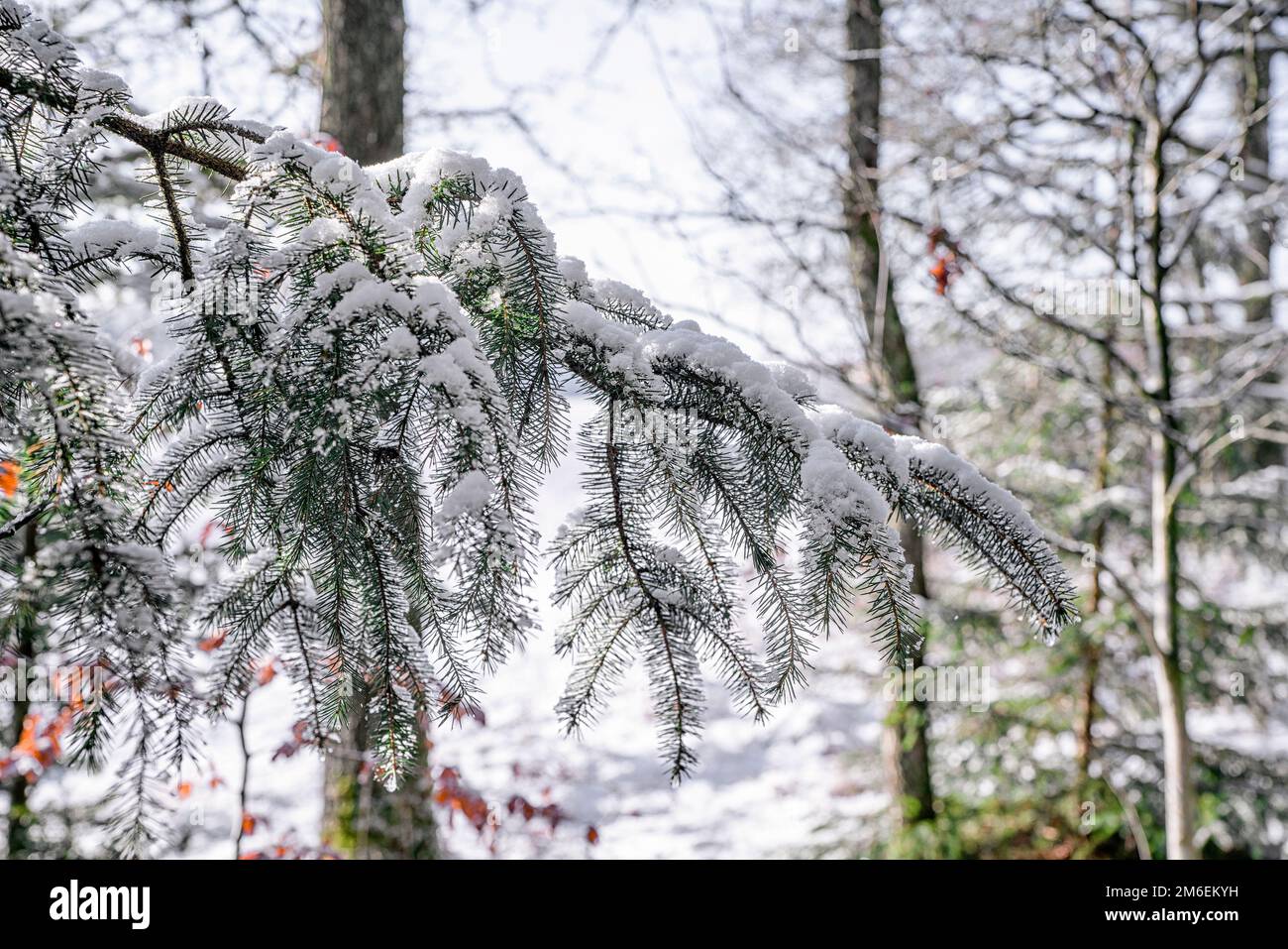 Pine branch covered with fresh snow in a forest in the wintertime Stock Photo