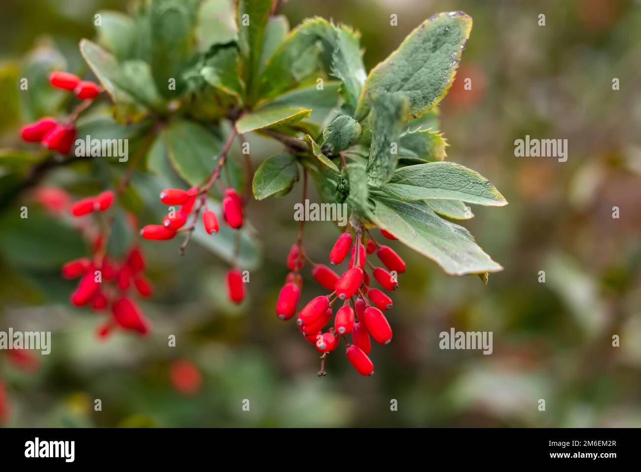 Barberry. Beautiful barberry in the garden. Berries of barberry. Photo background with barberry with fruits Stock Photo