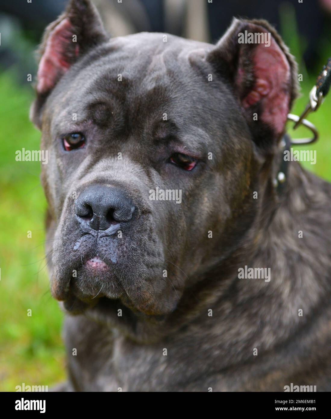 Dog breed CaneCorso on a walk on a summer's day Stock Photo Alamy