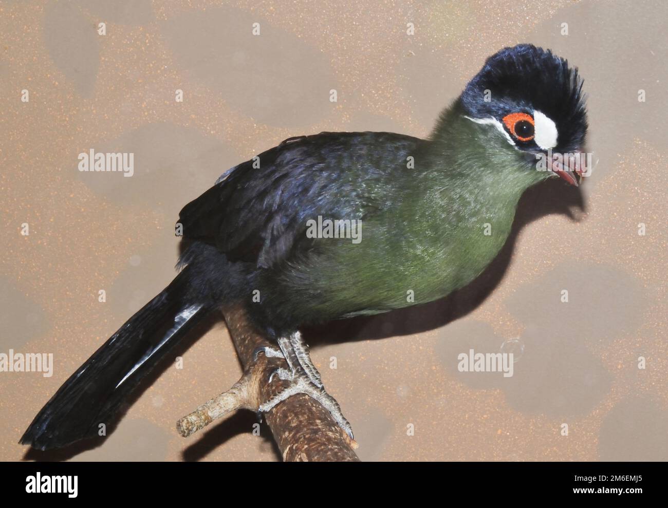 Bird Hartlaub's turaco (Latin. Tauraco hartlaubi), blue-thodoco tauraco - species of endemic birds f Stock Photo