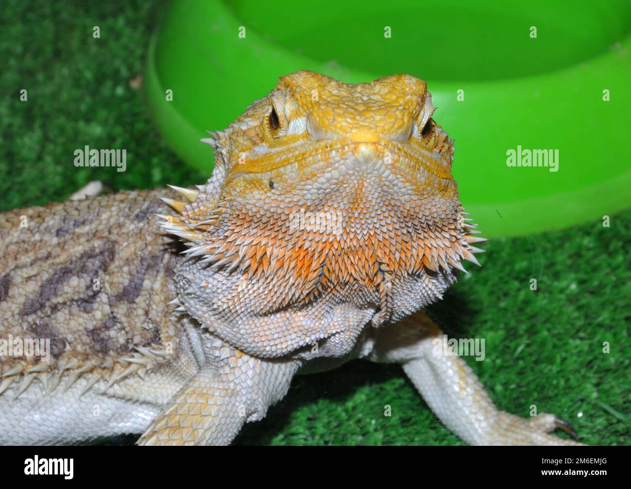 Bearded agama (Latin. Pogona vitticeps), or bearded lizard - a species of agama family lizards Stock Photo