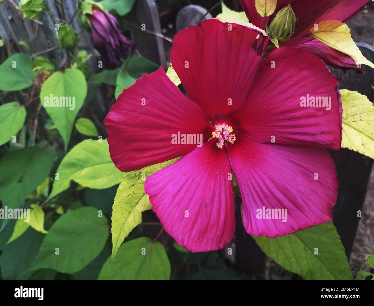 Hibiscus x hybrida hi-res stock photography and images - Alamy