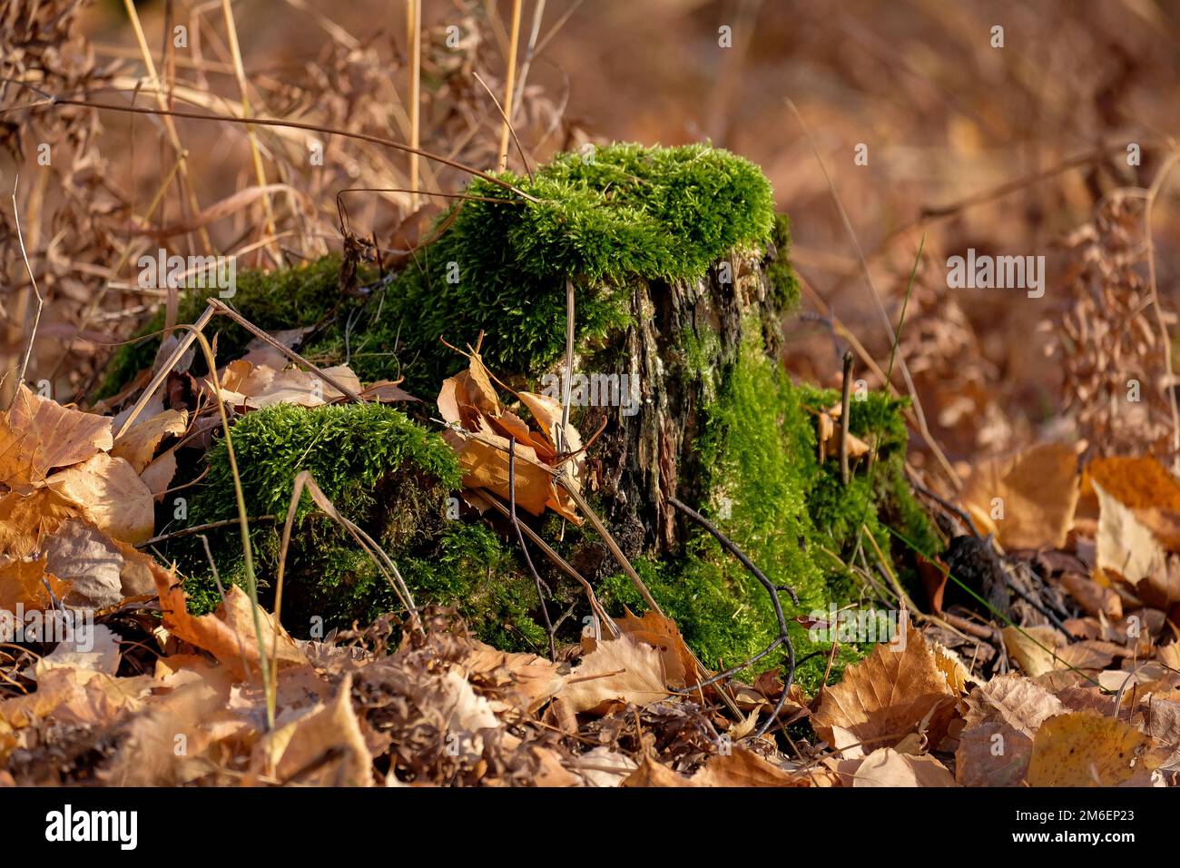 The old tree stump is overgrown with moss. Autumn leaves around, no people Stock Photo