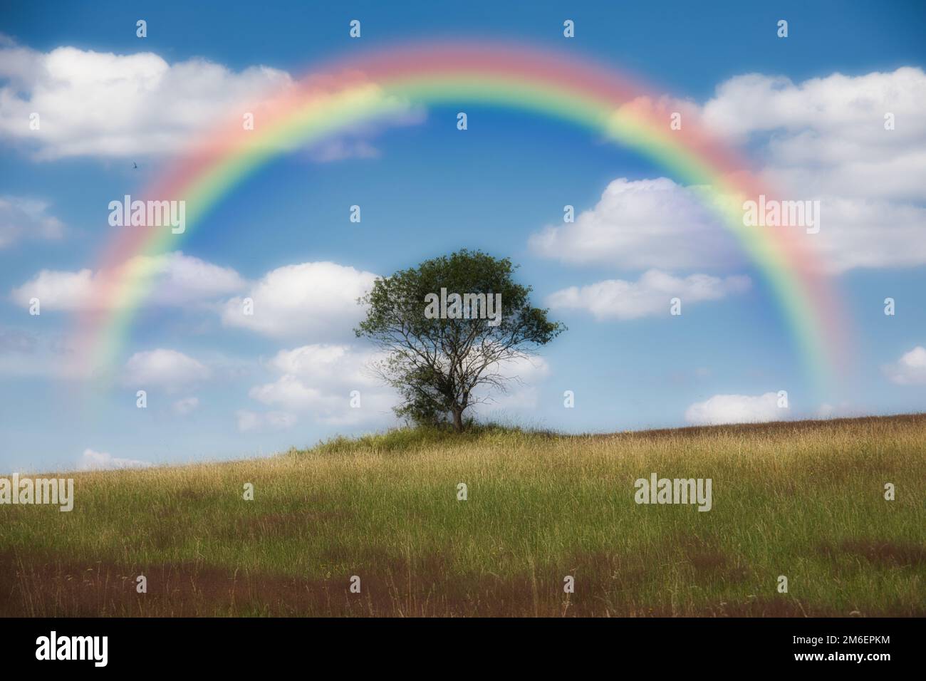 Heather landscape with grasses, rainbow and individual trees Stock Photo