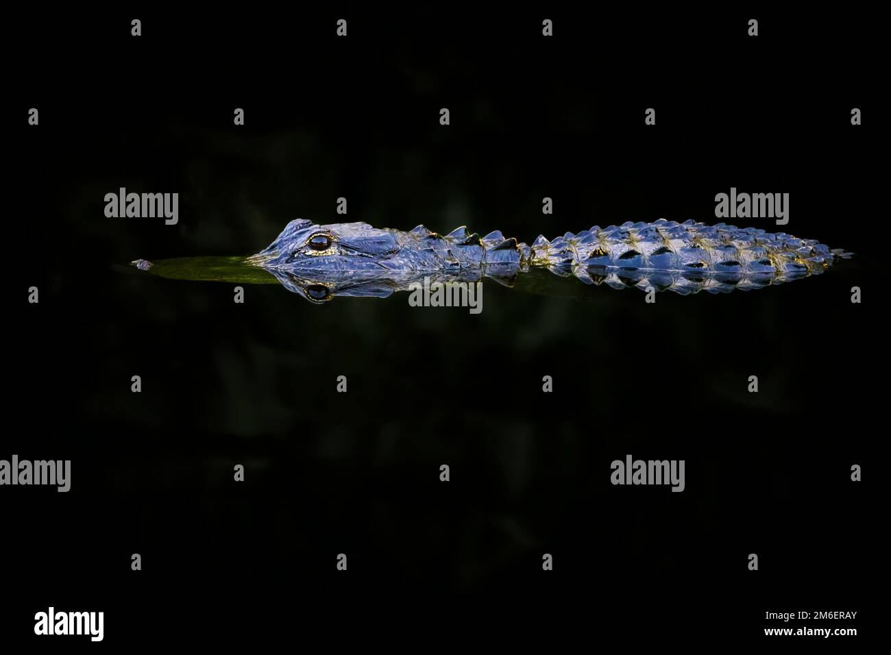 American alligator (Alligator mississippiensis) juvenile, hiding in dark water, Big Cypress national reserve, Florida, United States. Stock Photo