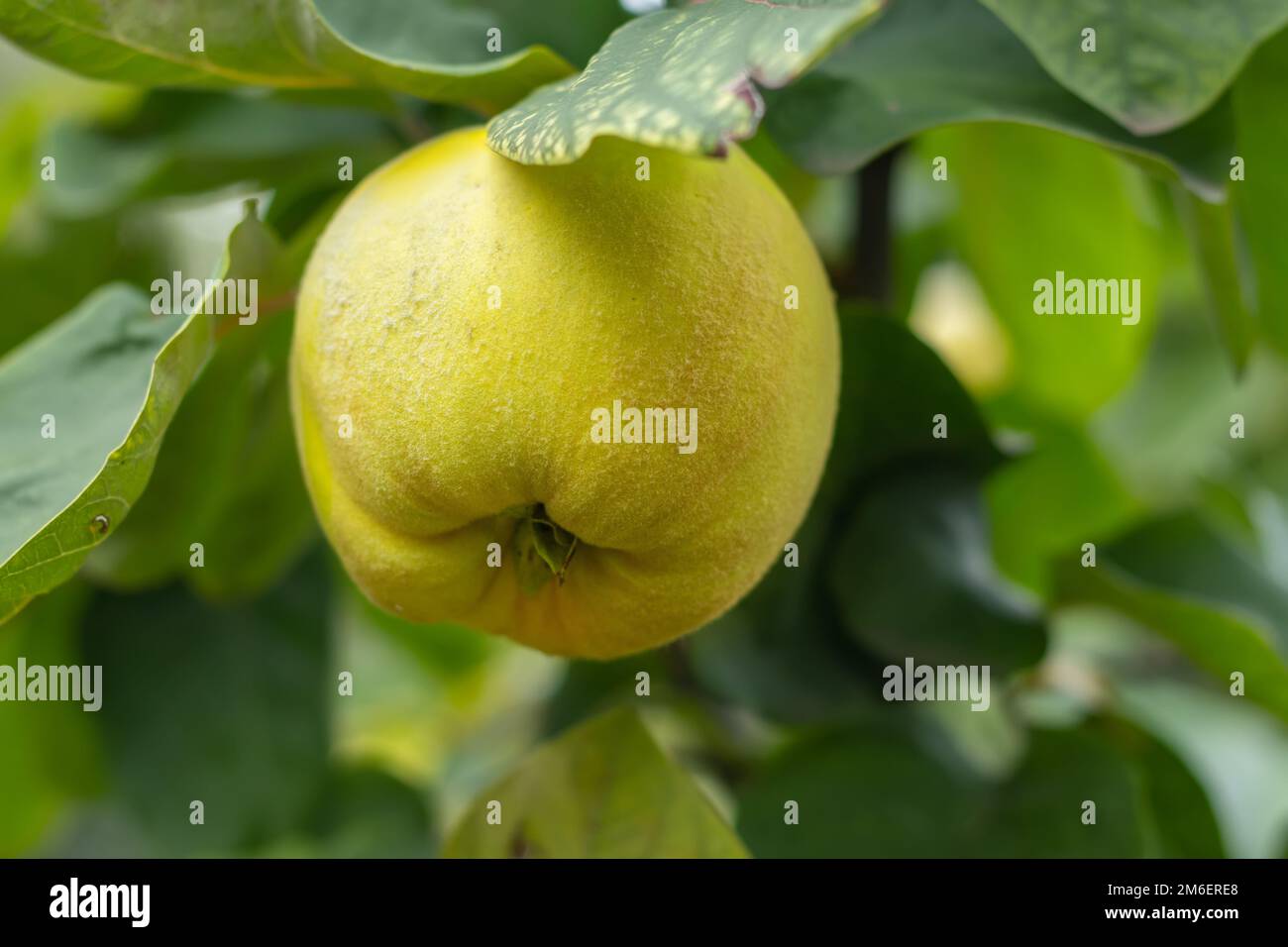 Ripe yellow quince fruits grow on quince tree with green foliage in autumn garden. Many ripe