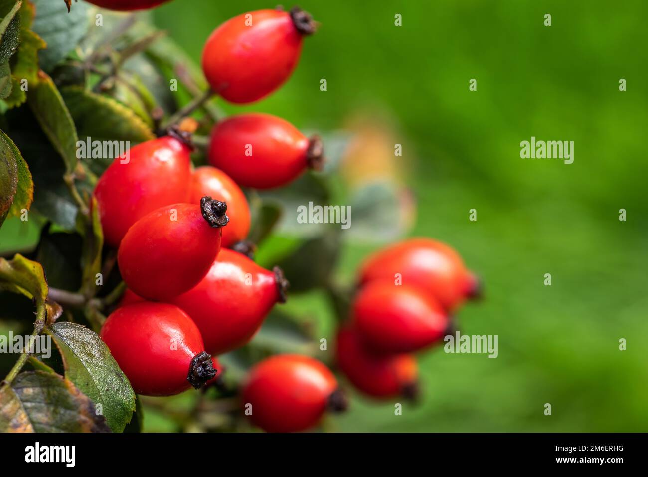 Branches of ripe rose hips in the garden Stock Photo - Alamy