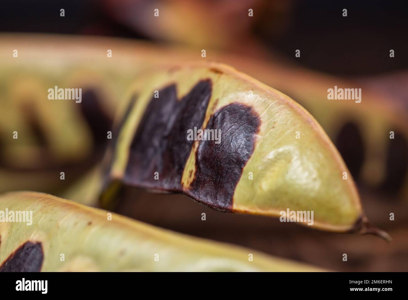 Acacia seeds. black locust. whte acacia on wooden background. Close up. Stock Photo