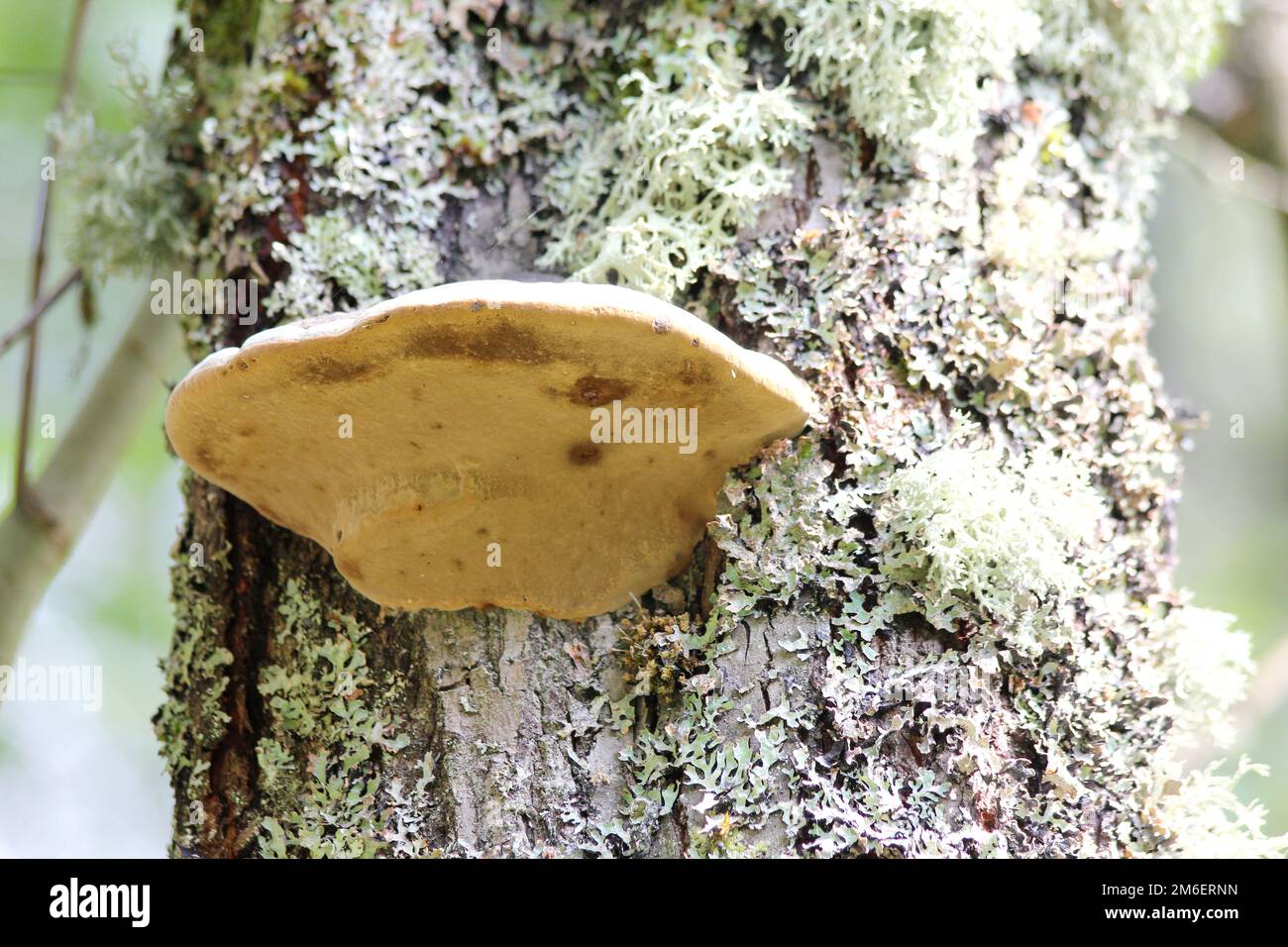 Tree fungus   (Polyporus applanatus) Stock Photo