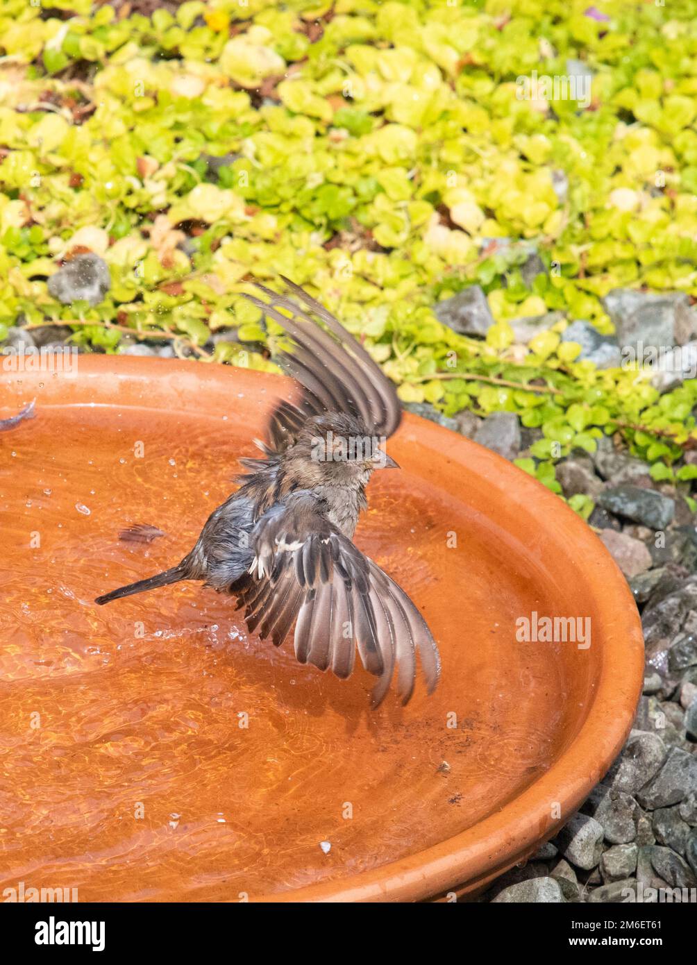Garden bird bath being used by female house sparrow (passer domesticus