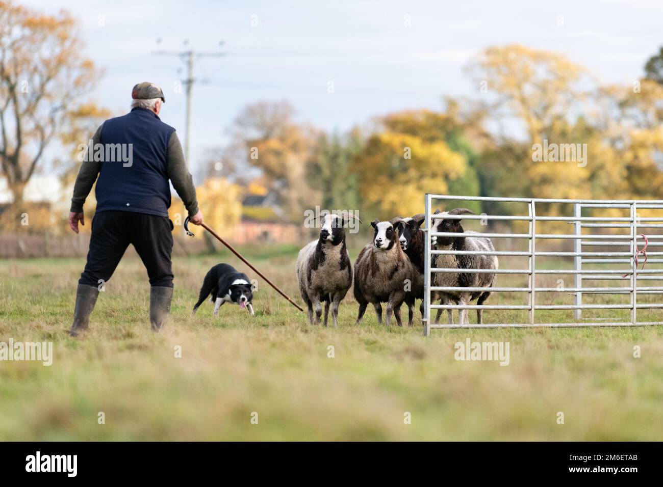 Jacob Sheep being herded by inexperienced sheep dog during Kippen sheepdog nursery trials, Kippen, Stirling, Scotland, UK Stock Photo