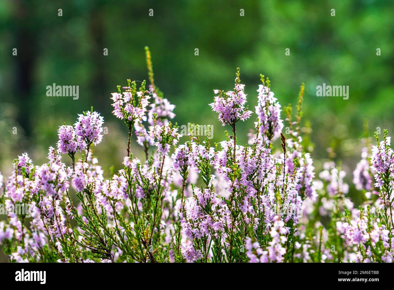 Forest Heather flowers in a Sunny clearing closeup Stock Photo Alamy