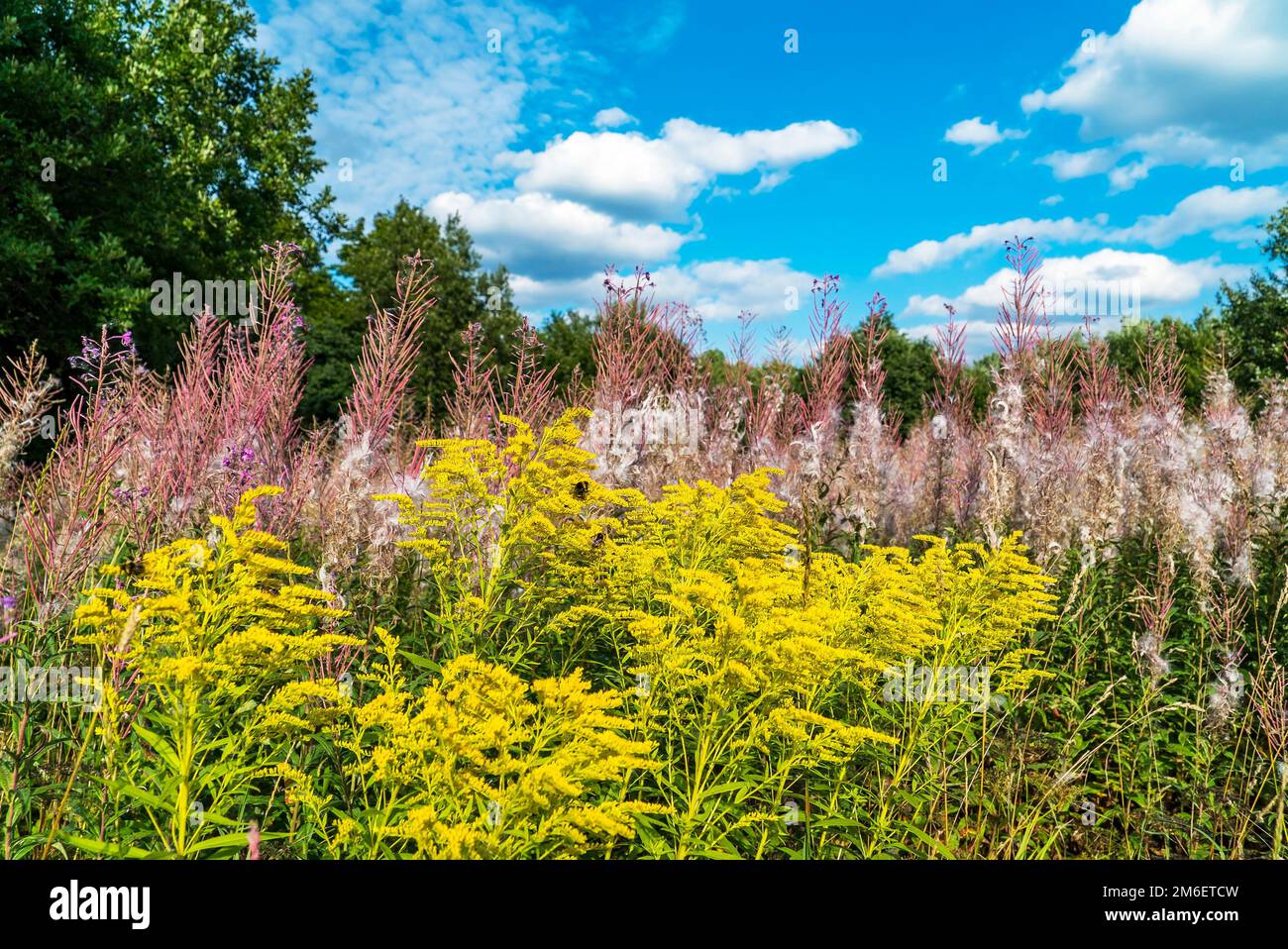 Yellow flowers of goldenrod and fluffy stems of willow - tea in a Sunny glade. Stock Photo
