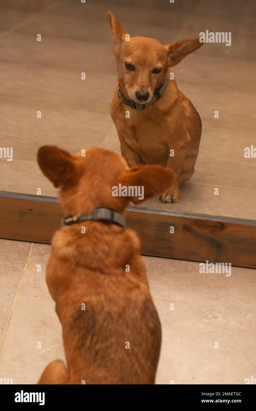 A pet dog admires itself in a mirror Stock Photo