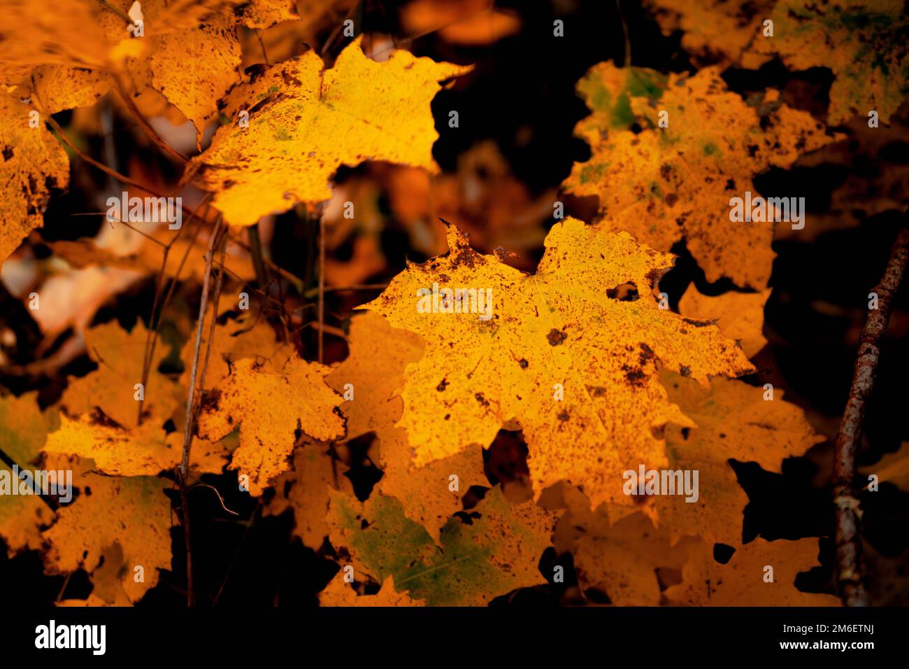 Dark leaves oak tree hi-res stock photography and images - Alamy