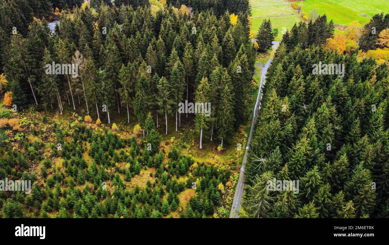 Aerial of a commercial used forest with young and old trees Stock Photo