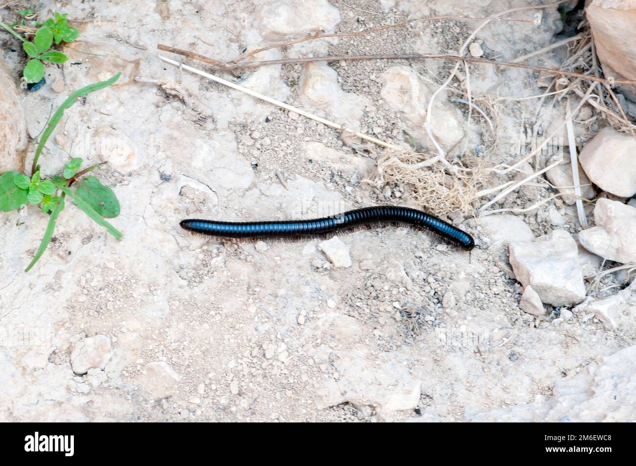 centipede in the Negev Desert, Israel near the town of Yeruham Photographed in November Stock Photo