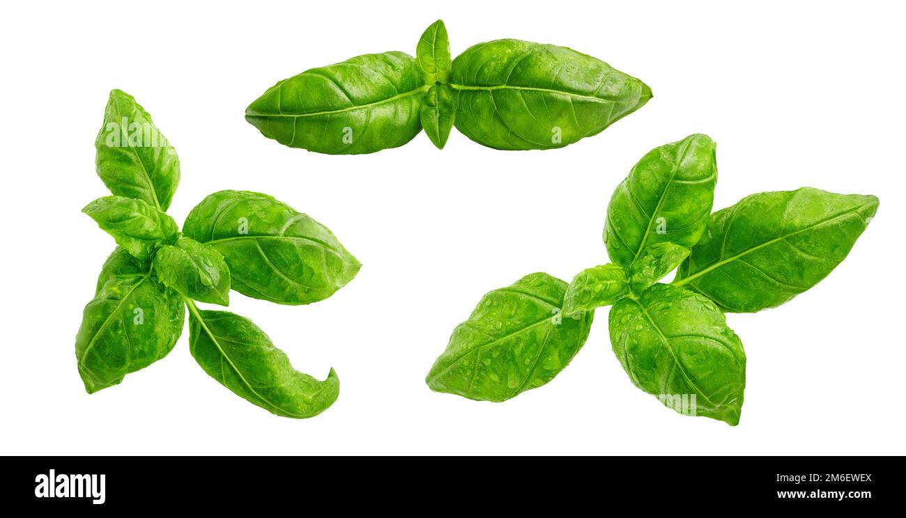 Fresh green basil leaves set isolated on white background. Food design elements composition, focus stacking, full depth of field. Studio shot organic Stock Photo