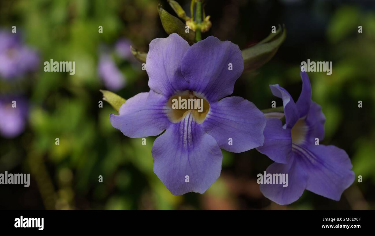Bengal clockvine flower. Thunbergia grandiflora a climbing tropical plant blooming on the tree Stock Photo